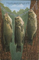 Black Bass, Detroit Lakes, MN Postcard