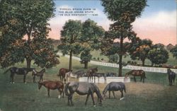 Typical Stock Farm in The Blue Grass State, Old Kentucky Postcard