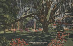 The Oriental Gardens, Jacksonville, Fla. Postcard