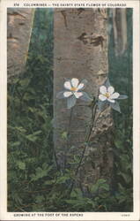 Columbines, The Dainty State Flower of Colorado Postcard