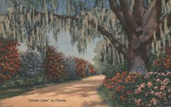"Lovers Lane" in Florida Postcard