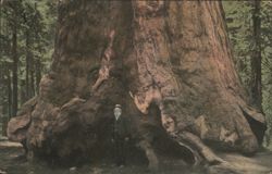 Grizzly Giant, Diameter 33 Feet, Mariposa Grove Postcard