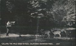 Calling the Wild Deer to Feed, California Redwood Park Postcard