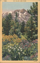 Mt. Tallac with Wildflowers, Lake Tahoe Postcard