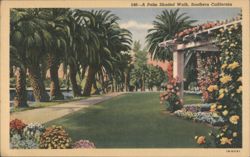A Palm Shaded Walk, Southern California Postcard