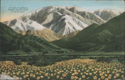 Field of California Poppies and Mt. Baldy Postcard