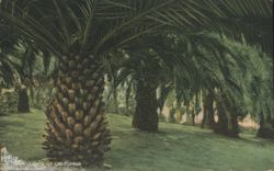 Palms of California Postcard