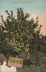 Picking Lemons in California Postcard