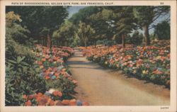 Path of Rhododendrons, Golden Gate Park Postcard