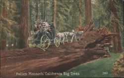 "Fallen Monarch" California Big Trees Postcard