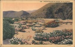 Springtime on the Desert in California Postcard