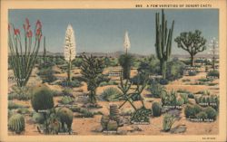 A Few Varieties of Desert Cacti Postcard