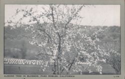 Almond Tree in Blossom, Paso Robles, CA Postcard