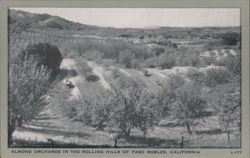 Almond Orchards in the Rolling Hills of Paso Robles, CA Postcard