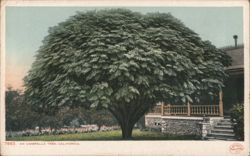 An Umbrella Tree, California Postcard