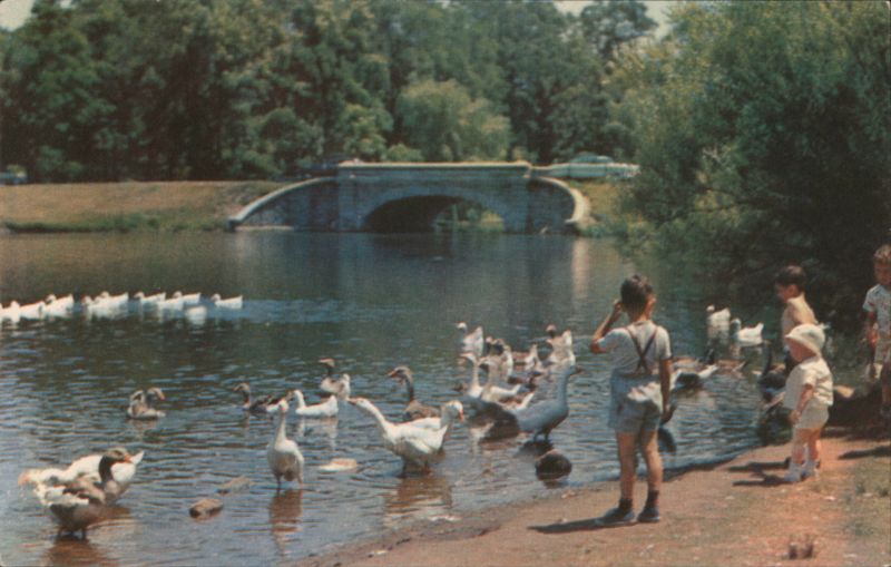 Feeding Swans, Roger Williams Park Providence Rhode Island