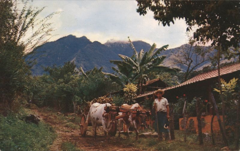 Farmer with Ox-Cart in Costa Rica Mountains Central America