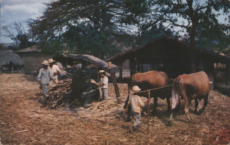 Primitive Sugar Cane Grinding, El Salvador San Salvador