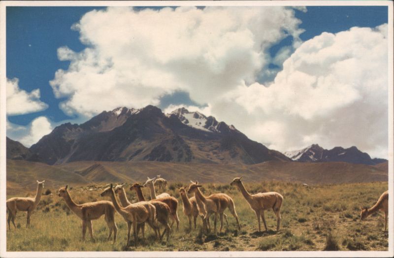 Vicuñas in the Region of Lake Titicaca, Peru
