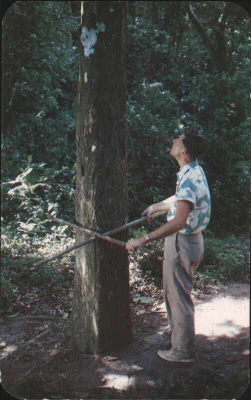 Square Trees of El Valle, Panama