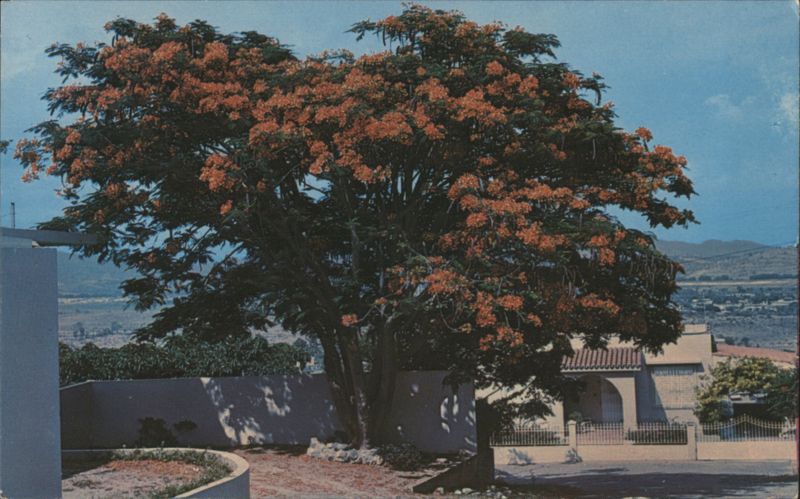 Flamboyant Tree in Bloom, Ponce, Puerto Rico