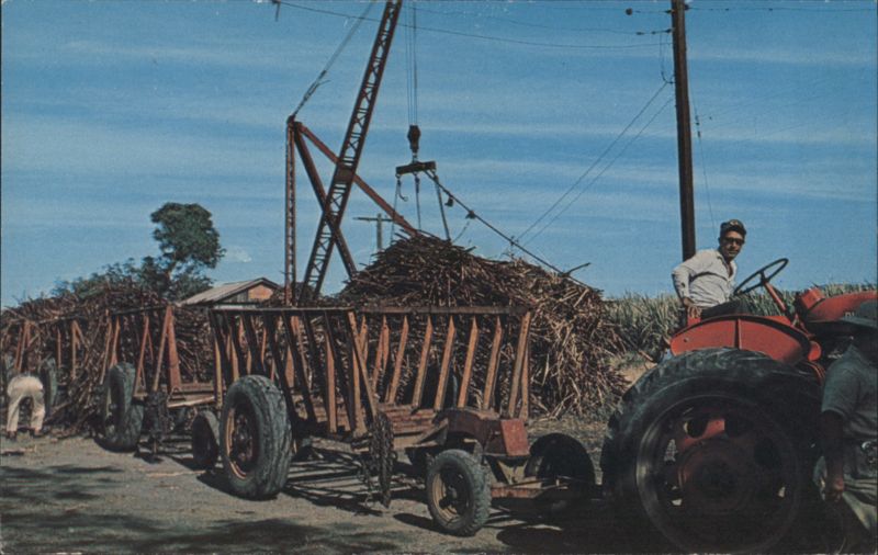 Zafra de Caña, Sugar Cane Harvesting San German Puerto Rico