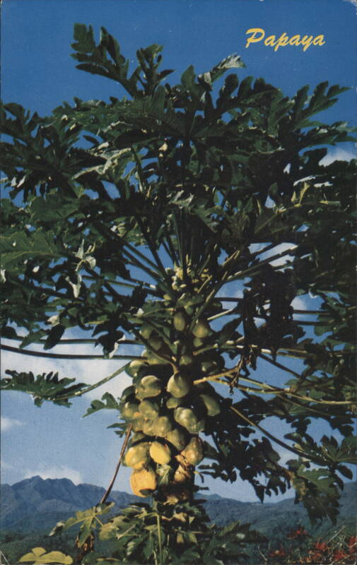 Jamaican Papaya Tree with Fruit Kingston