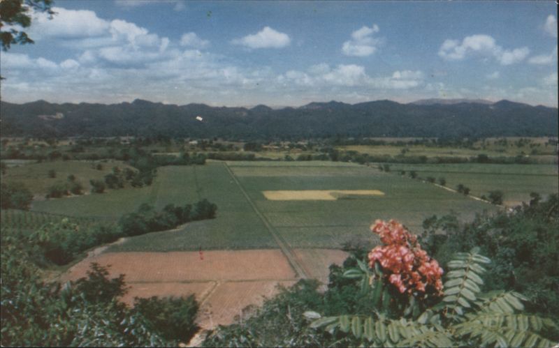 Sugar Estate, Jamaica L. Van McClure