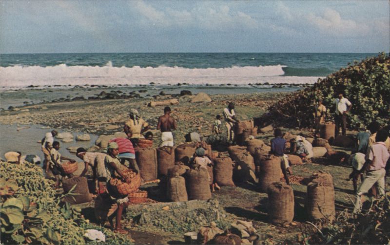Washing and Bagging Peanuts, Argyle, St. Vincent Saint Vincent and the Grenadines