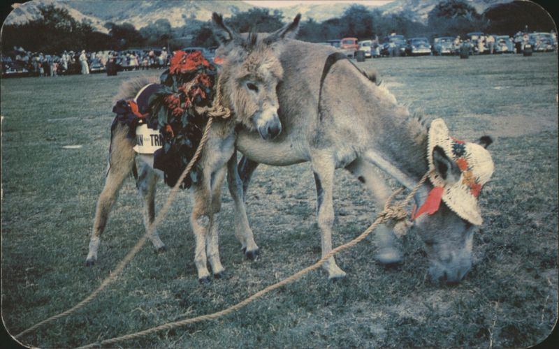 Costumed Donkey and Foal, Donkey Races, St. Croix Virgin Islands U.S. Virgin Islands