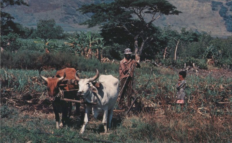 Bullock Team Plowing Sugar Cane Field, Fiji South Pacific