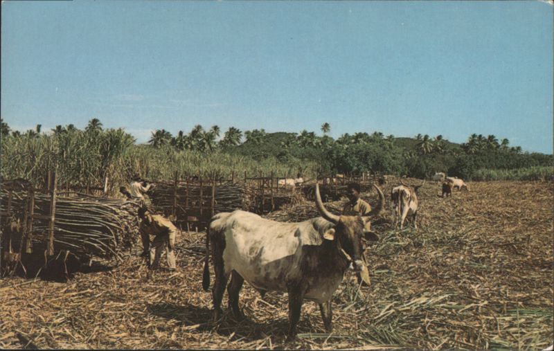 Farmers Loading Sugarcane, Fiji Charles Stinson South Pacific