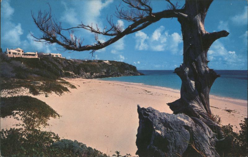 Old Sentinel Cedar Tree, West Beach, Tucker's Town Bermuda
