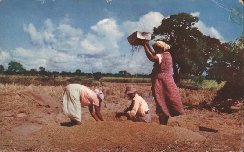 Winnowing Rice Grain in Trinidad Trinidad & Tobago