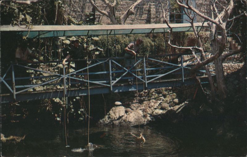Feeding Fish at Devil's Hole, Harrington Sound, Bermuda Hamilton Parish