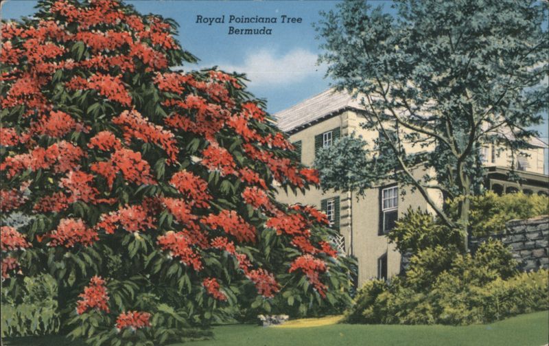 Royal Poinciana Tree, Bermuda