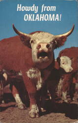 Howdy from Oklahoma, Hereford Cow Postcard