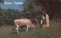 Colonial Keeper of the Cowes on Boston Common Postcard