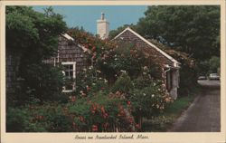 Roses on Nantucket Island, MA Postcard