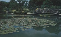 Water Lilies, Oriental Gardens, Roger Williams Park Postcard