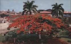 Acacia Tree at Plaza de Francia, Panama Postcard