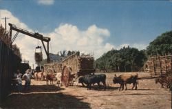 Weighing and Transferring Sugar Cane, Havana Postcard
