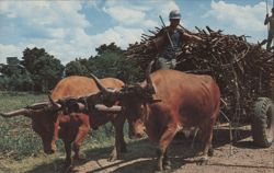 Sugar Cane Harvest Time, Puerto Rico Postcard