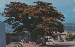 Flamboyant Tree in Bloom, Ponce, Puerto Rico Postcard