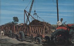 Zafra de Caña, Sugar Cane Harvesting Postcard