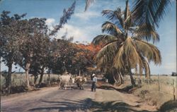 Man with Oxen on Road, Lajas to Boqueron, Puerto Rico Postcard