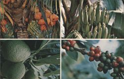 Tropical Fruits of Puerto Rico Postcard