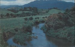 Country Scene, El Yunque Rain Forest, Puerto Rico Postcard