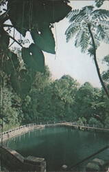 Eternally Green Rain Forest, El Yunque, Puerto Rico Postcard