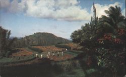 National Forest Nurseries, El Yunque Postcard